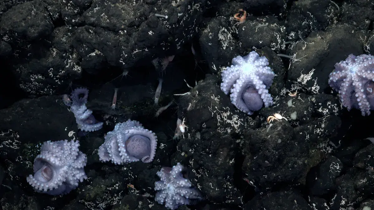 Octopus nursery at El Dorado. Credit: Schmidt Ocean Institute 