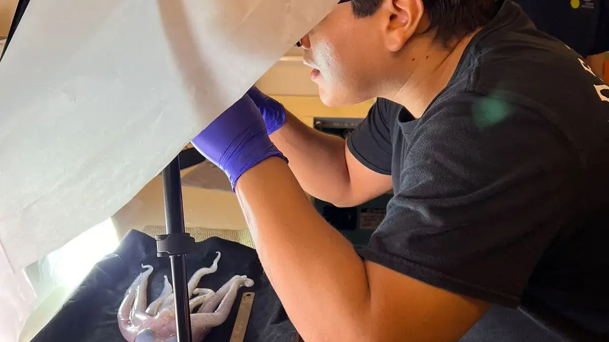My main roles were processing oceanographic data and samples. Here I am photographing an Octopus. Credit: Dr Diva Amon 