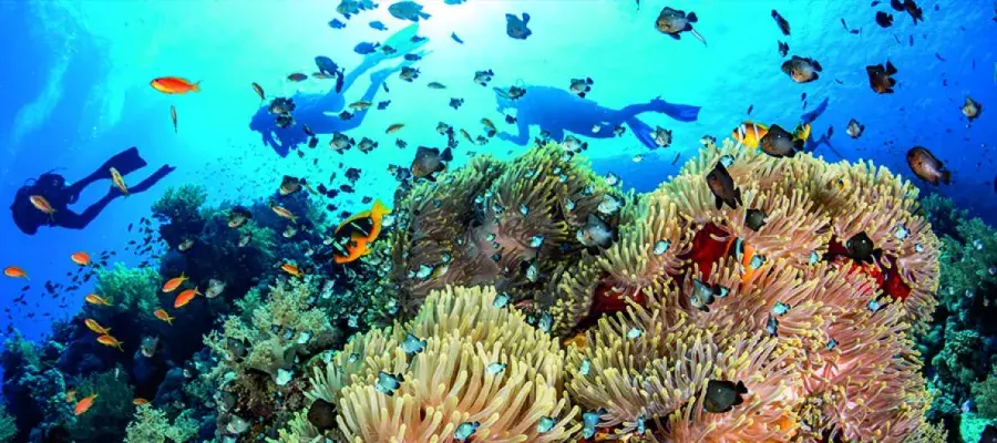 Divers in an ocean